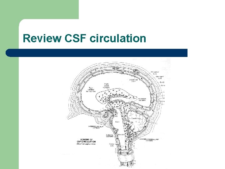 Review CSF circulation 