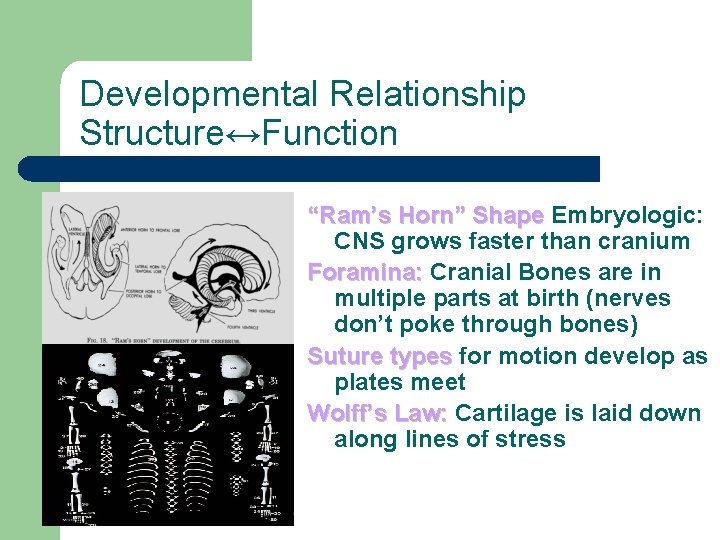 Developmental Relationship Structure↔Function “Ram’s Horn” Shape Embryologic: CNS grows faster than cranium Foramina: Cranial