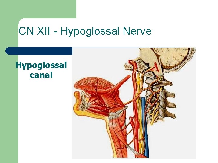 CN XII - Hypoglossal Nerve Hypoglossal canal 