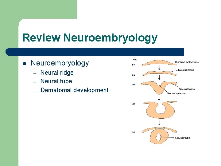 Review Neuroembryology l Neuroembryology – – – Neural ridge Neural tube Dematomal development 