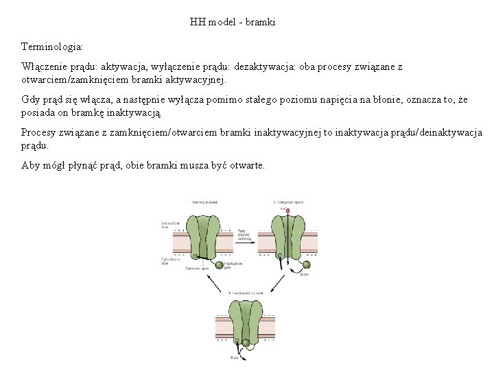 HH model - bramki Terminologia: Włączenie prądu: aktywacja, wyłączenie prądu: dezaktywacja: oba procesy związane