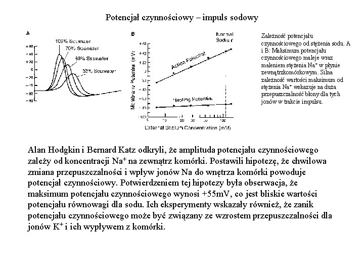 Potencjał czynnościowy – impuls sodowy Zależność potencjału czynnościowego od stężenia sodu. A i B: