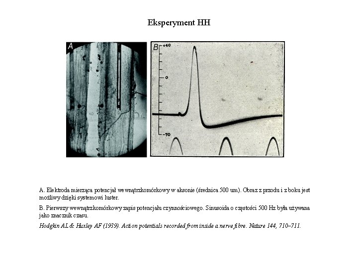 Eksperyment HH A. Elektroda mierząca potencjał wewnątrzkomórkowy w aksonie (średnica 500 um). Obraz z