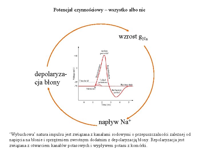 Potencjał czynnościowy – wszystko albo nic wzrost g. Na depolaryzacja błony napływ Na+ ‘Wybuchowa’