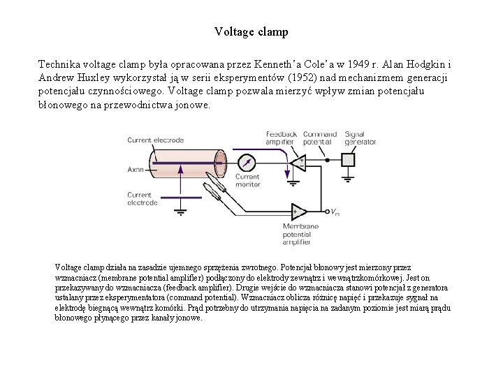 Voltage clamp Technika voltage clamp była opracowana przez Kenneth’a Cole’a w 1949 r. Alan