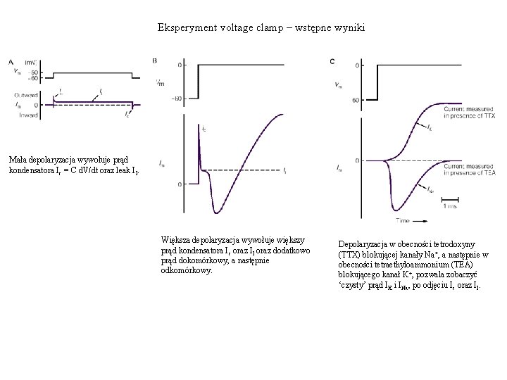 Eksperyment voltage clamp – wstępne wyniki Mała depolaryzacja wywołuje prąd kondensatora Ic = C