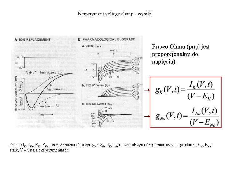 Eksperyment voltage clamp - wyniki Prawo Ohma (prąd jest proporcjonalny do napięcia): Znając IK,