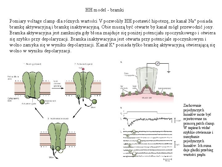 HH model - bramki Pomiary voltage clamp dla różnych wartości V pozwoliły HH postawić