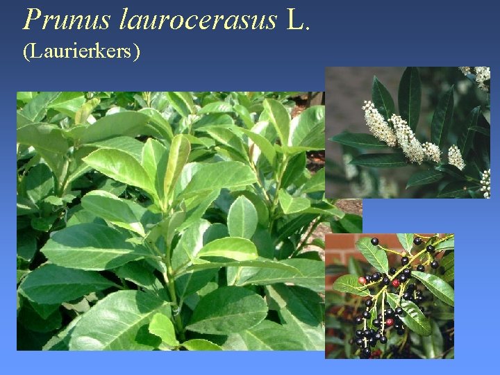 Prunus laurocerasus L. (Laurierkers) 