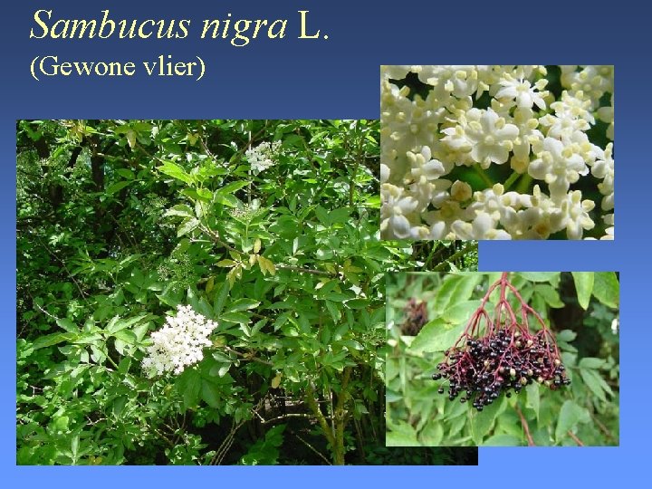 Sambucus nigra L. (Gewone vlier) 