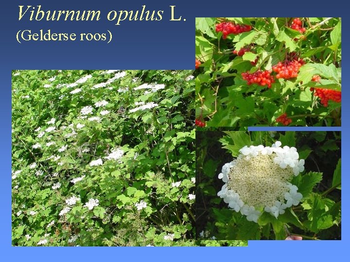 Viburnum opulus L. (Gelderse roos) 