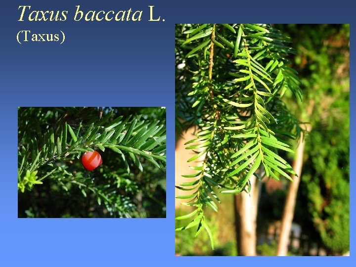 Taxus baccata L. (Taxus) 