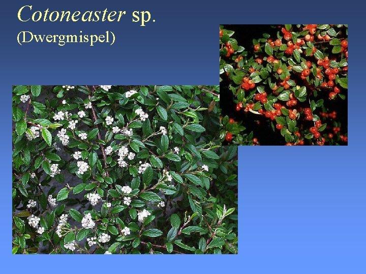 Cotoneaster sp. (Dwergmispel) 