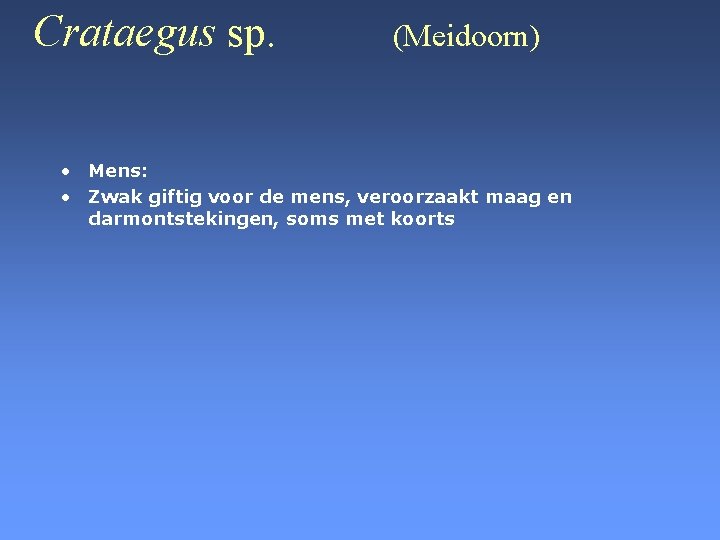 Crataegus sp. (Meidoorn) • Mens: • Zwak giftig voor de mens, veroorzaakt maag en