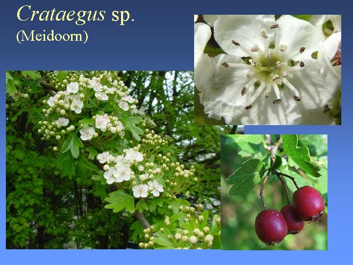 Crataegus sp. (Meidoorn) 