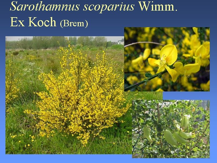 Sarothamnus scoparius Wimm. Ex Koch (Brem) 