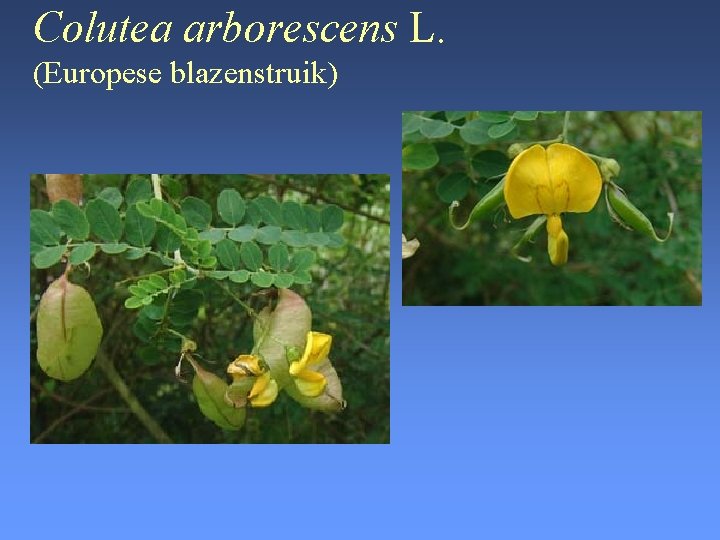 Colutea arborescens L. (Europese blazenstruik) 