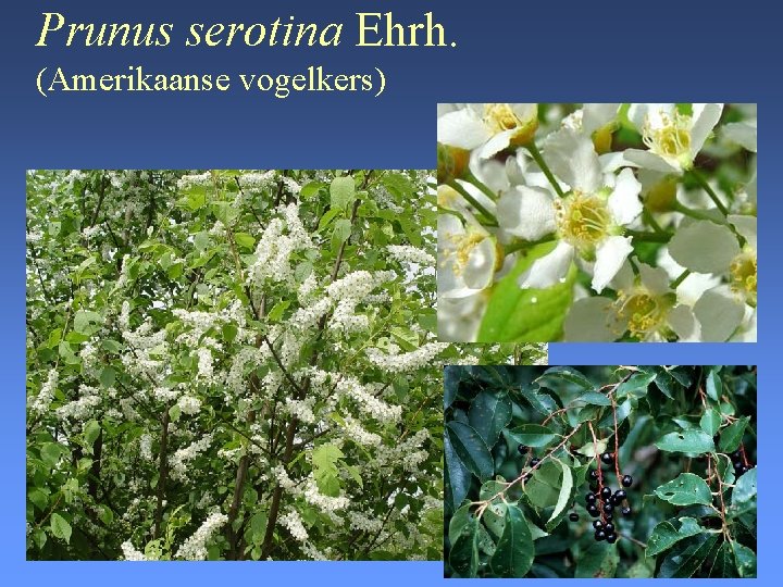 Prunus serotina Ehrh. (Amerikaanse vogelkers) 