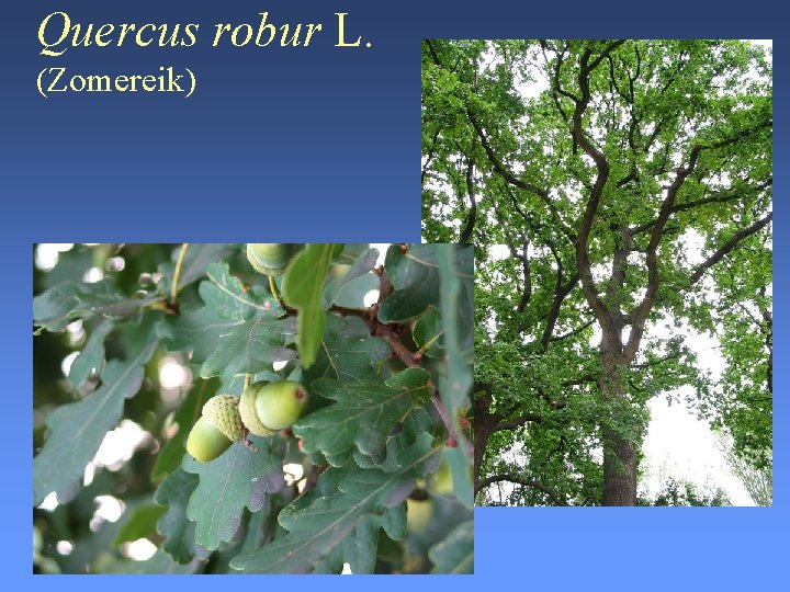 Quercus robur L. (Zomereik) 