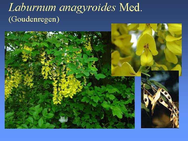 Laburnum anagyroides Med. (Goudenregen) 