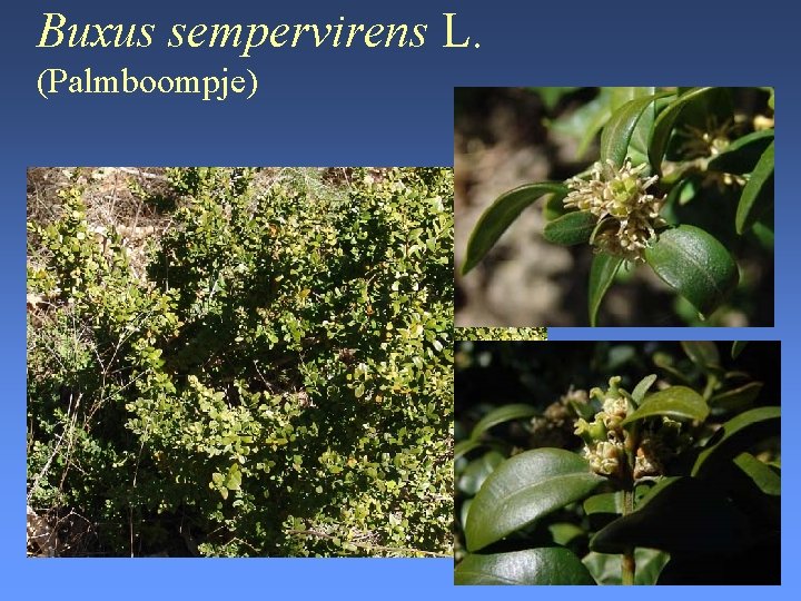 Buxus sempervirens L. (Palmboompje) 