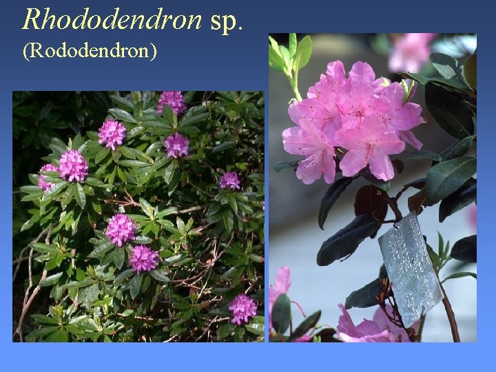 Rhododendron sp. (Rododendron) 