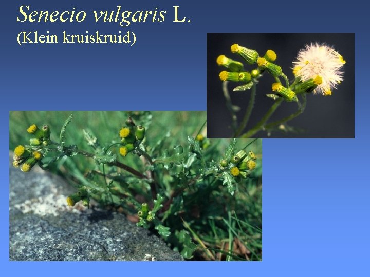 Senecio vulgaris L. (Klein kruiskruid) 