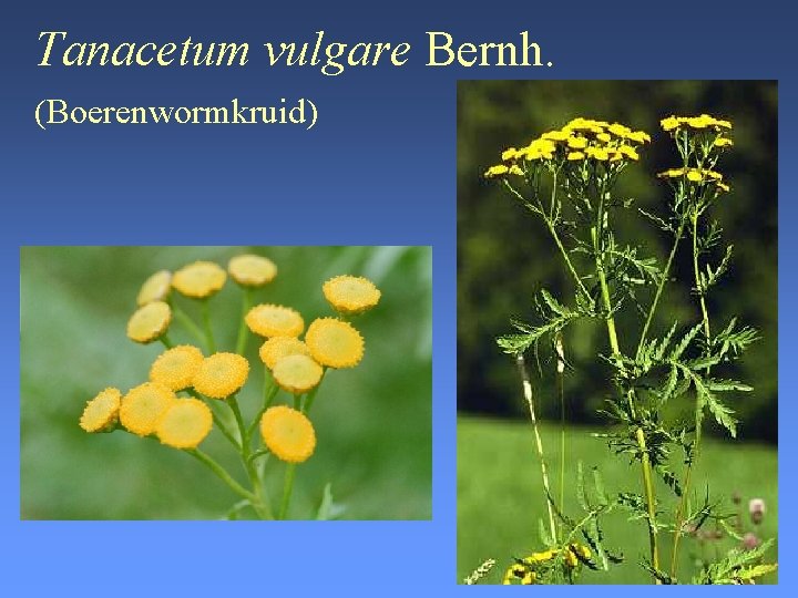 Tanacetum vulgare Bernh. (Boerenwormkruid) 