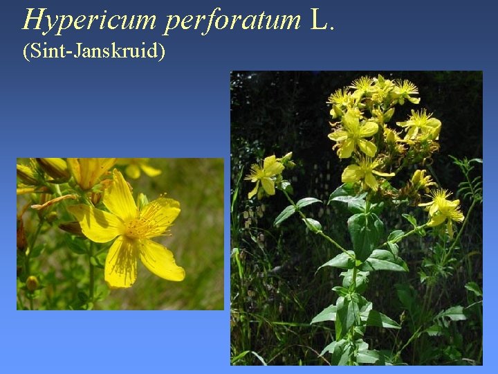 Hypericum perforatum L. (Sint-Janskruid) 