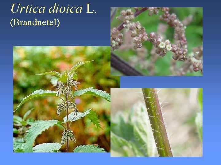 Urtica dioica L. (Brandnetel) 