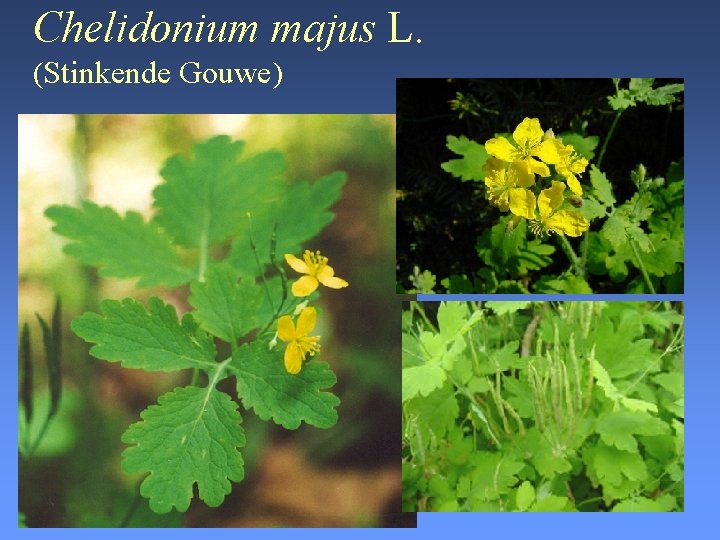 Chelidonium majus L. (Stinkende Gouwe) 