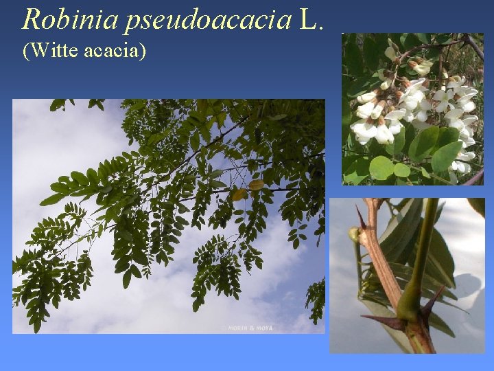 Robinia pseudoacacia L. (Witte acacia) 
