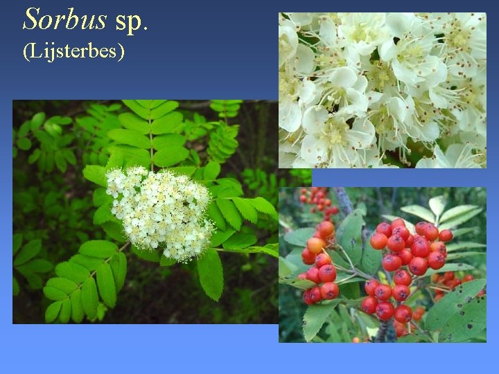 Sorbus sp. (Lijsterbes) 