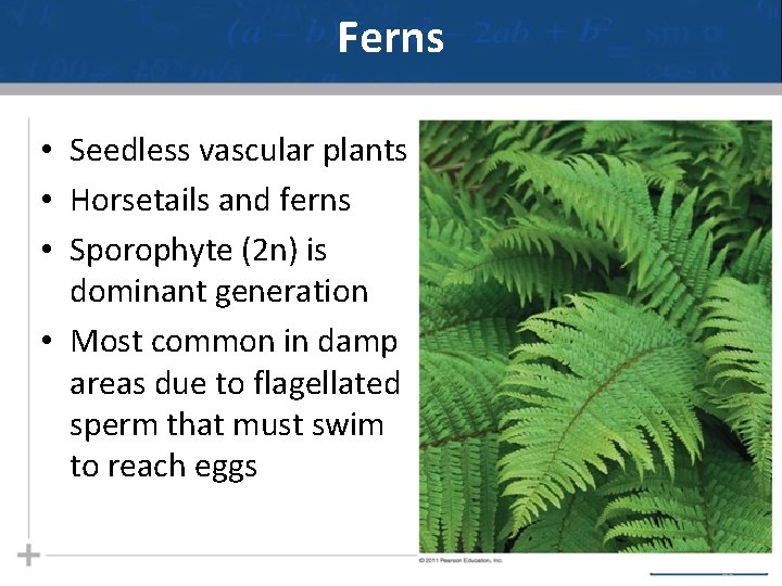 Ferns • Seedless vascular plants • Horsetails and ferns • Sporophyte (2 n) is