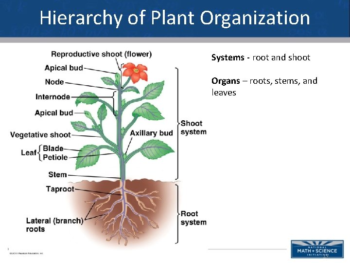Hierarchy of Plant Organization Systems - root and shoot Organs – roots, stems, and