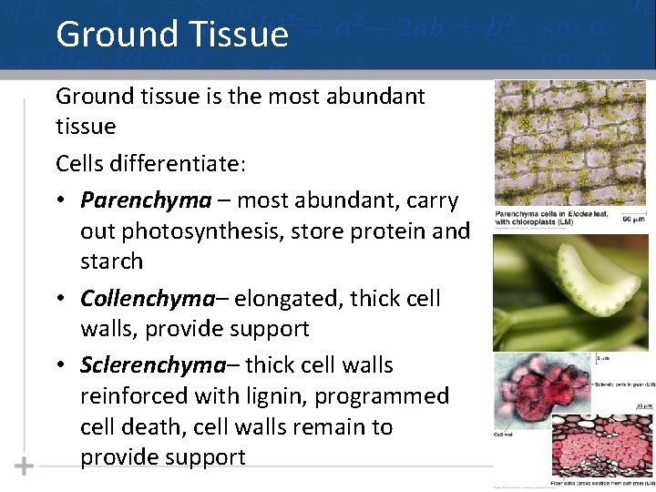 Ground Tissue Ground tissue is the most abundant tissue Cells differentiate: • Parenchyma –