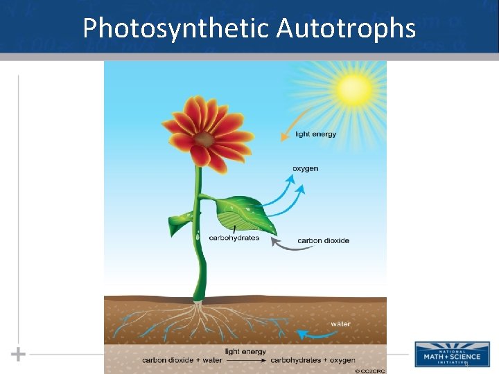 Photosynthetic Autotrophs 4 
