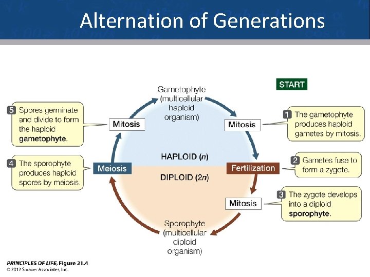 Alternation of Generations 5 