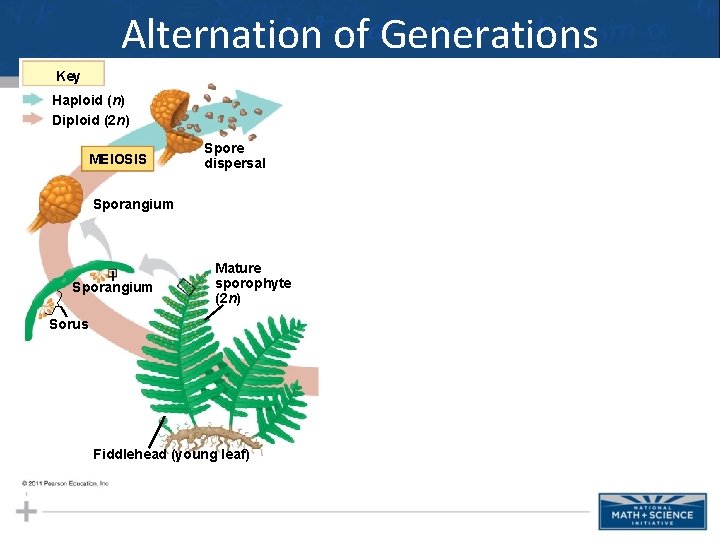 Alternation of Generations Key Haploid (n) Diploid (2 n) MEIOSIS Spore dispersal Sporangium Mature