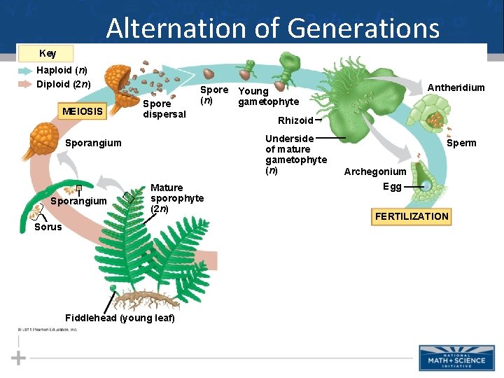 Alternation of Generations Key Haploid (n) Diploid (2 n) MEIOSIS Spore dispersal Spore (n)
