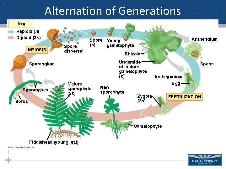 Alternation of Generations Key Haploid (n) Diploid (2 n) MEIOSIS Spore dispersal Spore (n)