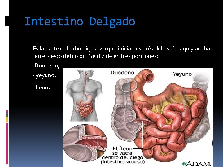 Intestino Delgado Es la parte del tubo digestivo que inicia después del estómago y