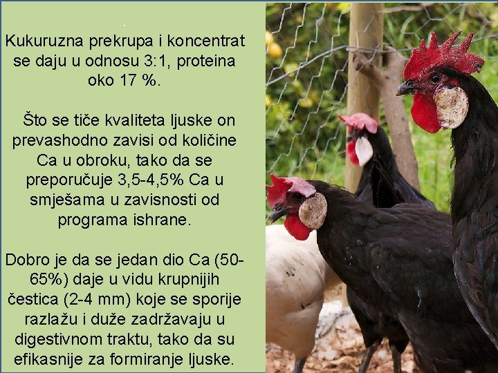 . Kukuruzna prekrupa i koncentrat se daju u odnosu 3: 1, proteina oko 17