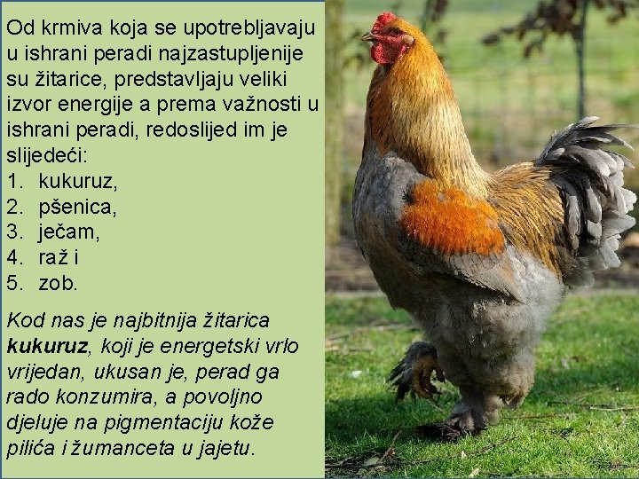 Od krmiva koja se upotrebljavaju u ishrani peradi najzastupljenije su žitarice, predstavljaju veliki izvor