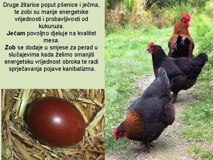 Druge žitarice poput pšenice i ječma, te zobi su manje energetske vrijednosti i probavljivosti