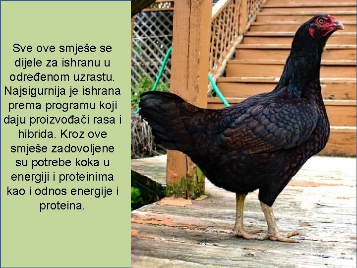 Sve ove smješe se dijele za ishranu u određenom uzrastu. Najsigurnija je ishrana prema