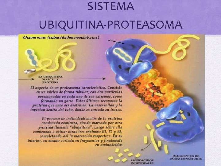 SISTEMA UBIQUITINA-PROTEASOMA 