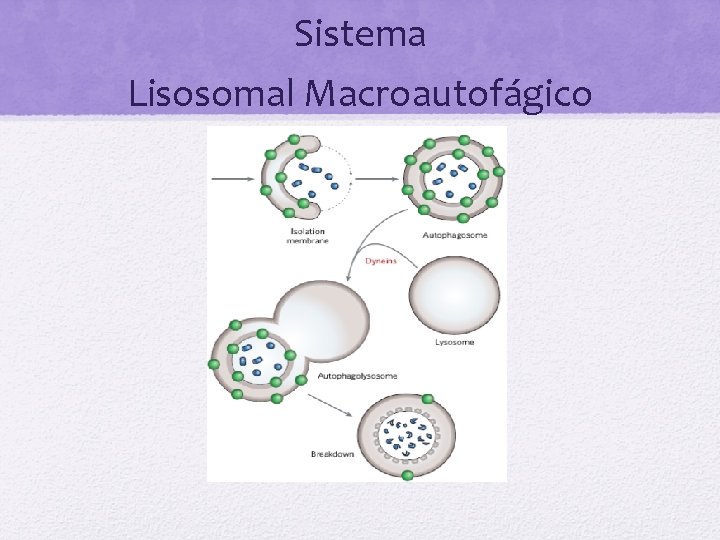 Sistema Lisosomal Macroautofágico 