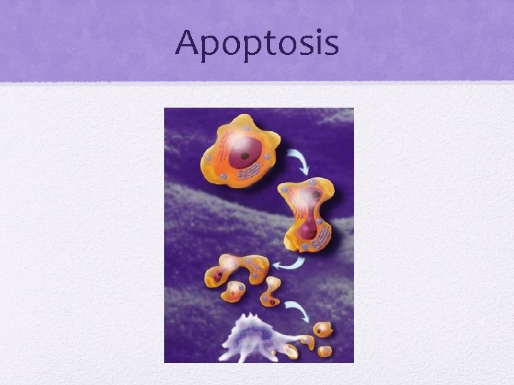 Apoptosis 