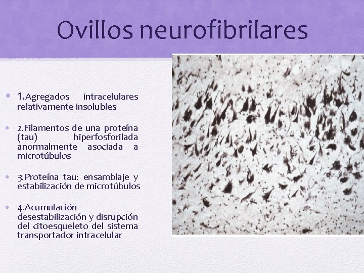 Ovillos neurofibrilares • 1. Agregados intracelulares relativamente insolubles • 2. Filamentos de una proteína